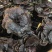 野生缅甸竹灵芝，大货批发，