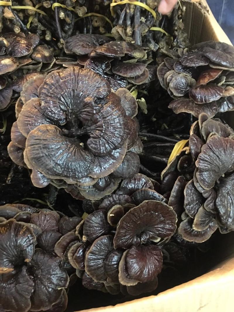 野生缅甸竹灵芝，大货批发，