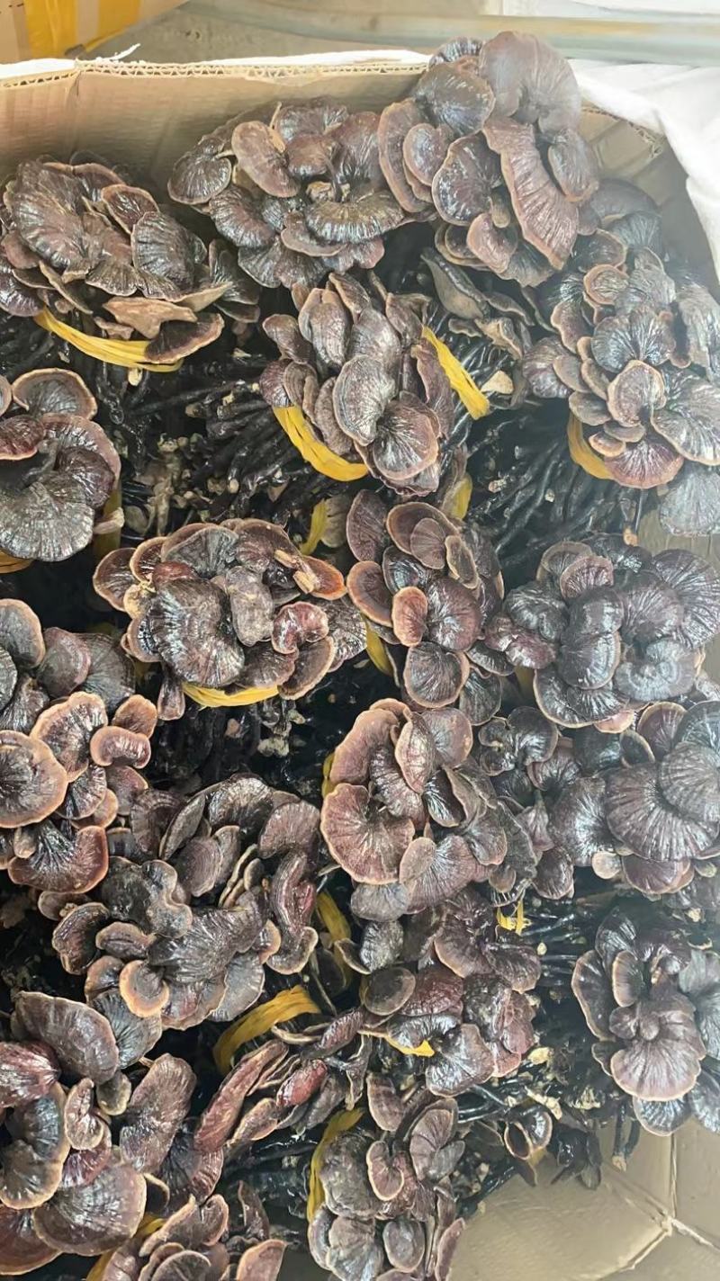 野生缅甸竹灵芝，大货批发，