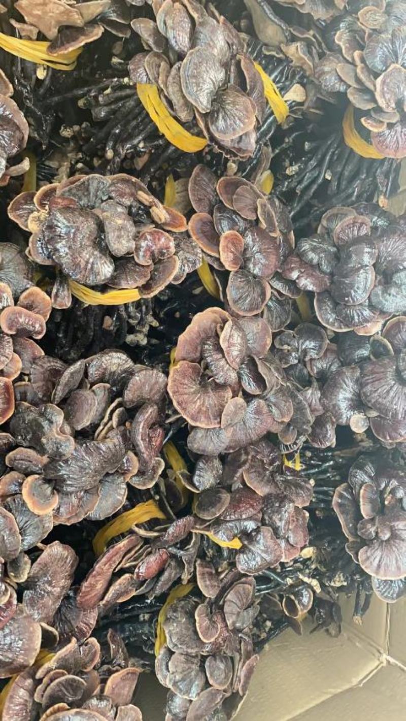 野生缅甸竹灵芝，大货批发，