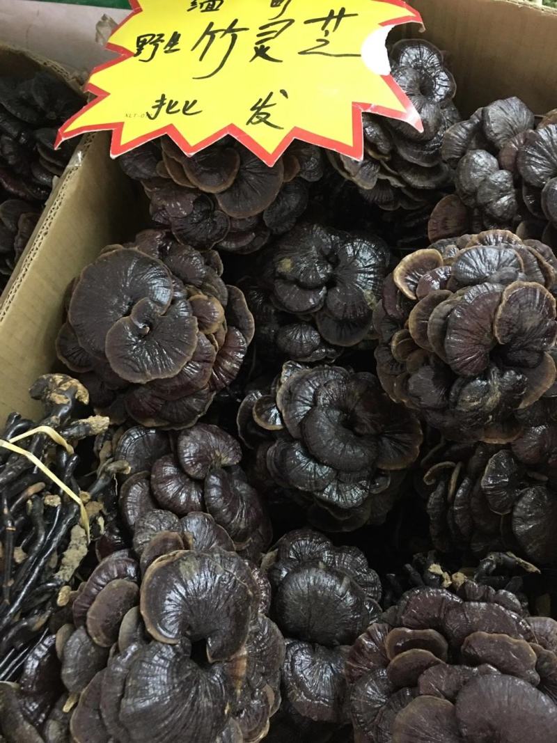 野生缅甸竹灵芝，大货批发，