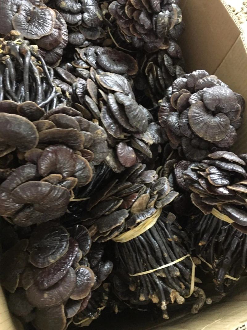 野生缅甸竹灵芝，大货批发，