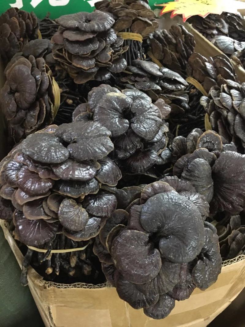 野生缅甸竹灵芝，大货批发，