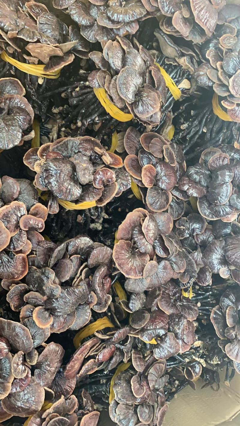 野生缅甸竹灵芝，大货批发，