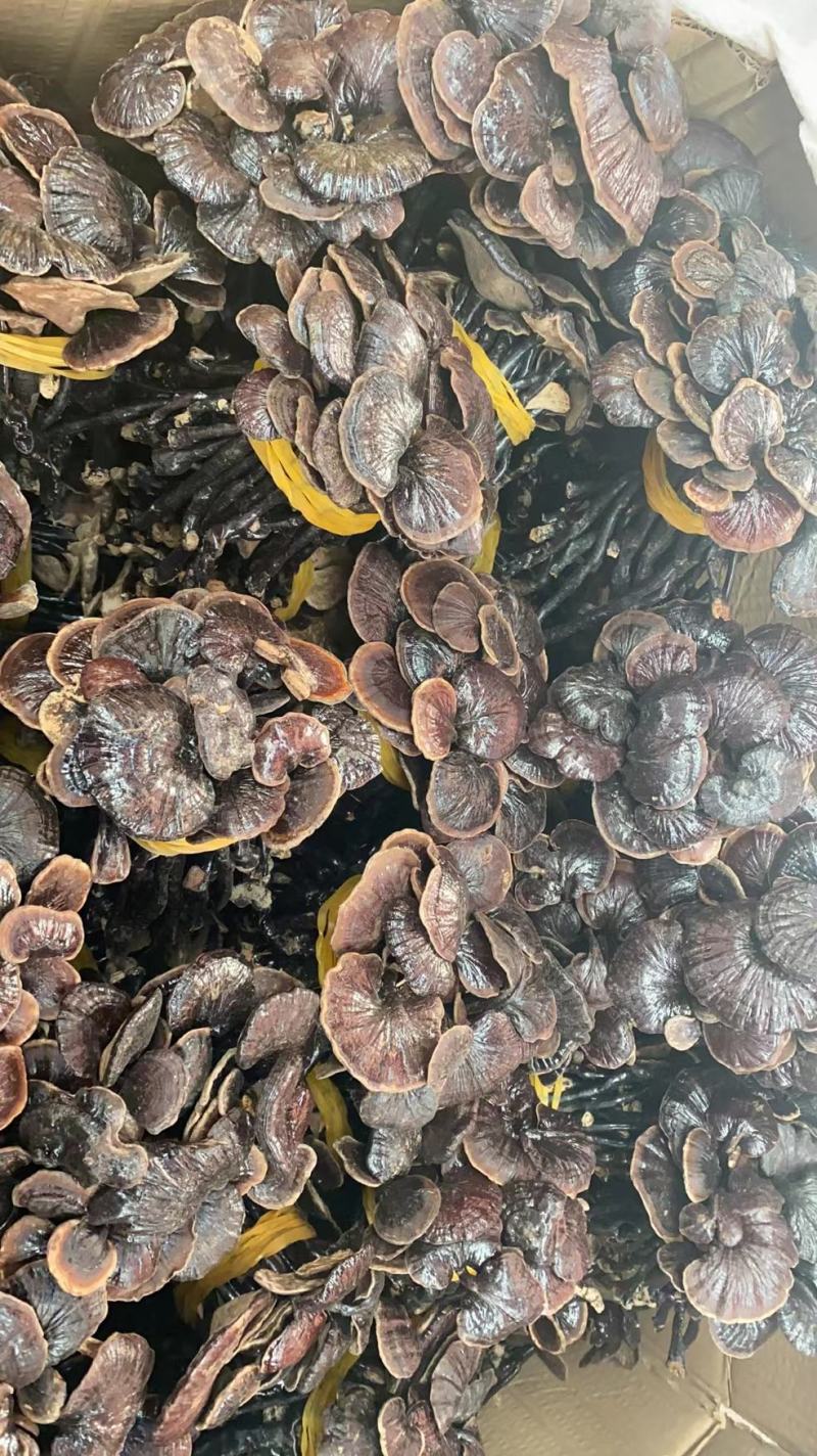 野生缅甸竹灵芝，大货批发，