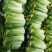 青白菜绿白菜大白菜75白菜青麻叶白菜自家种植无