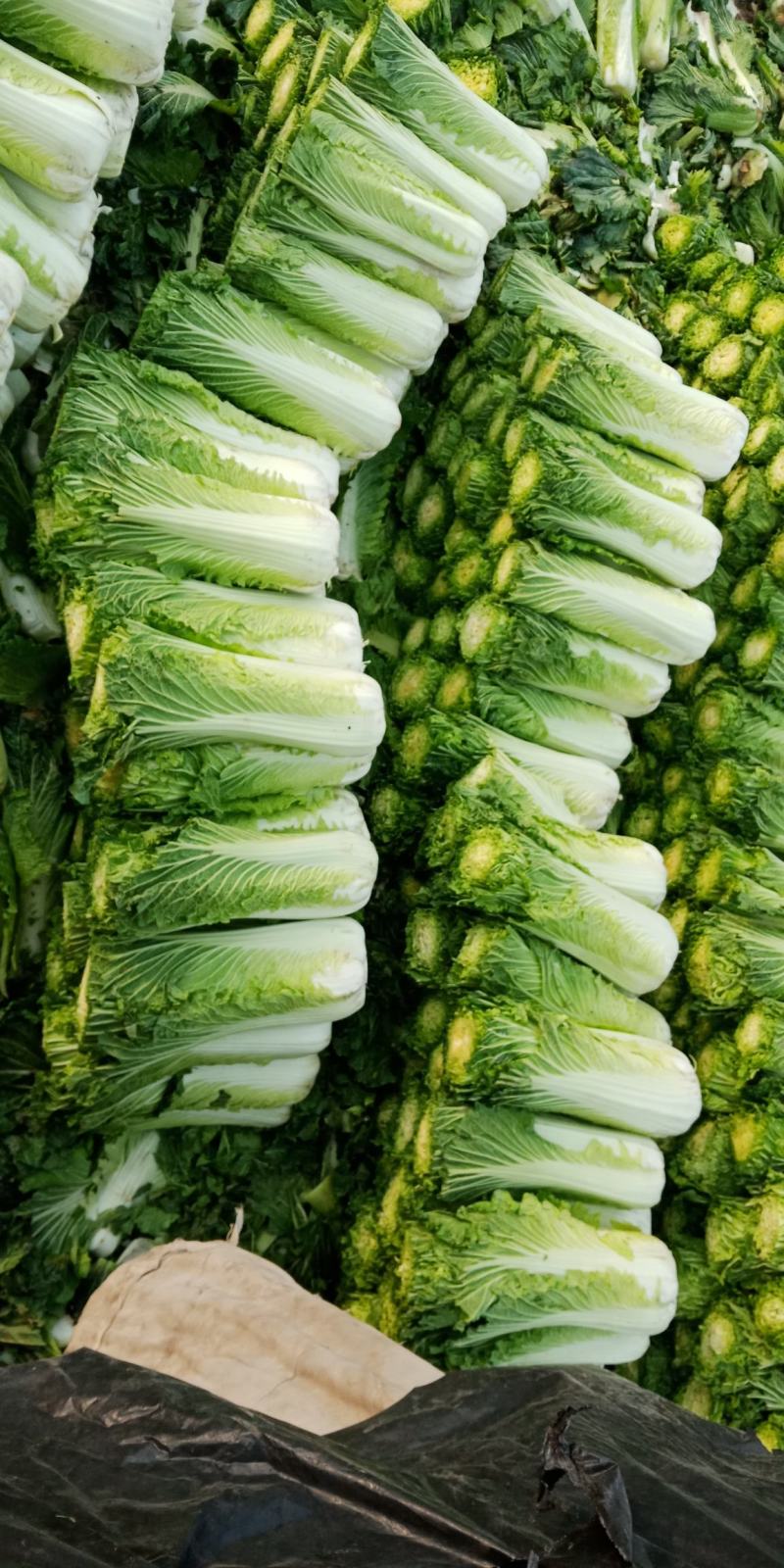 青白菜绿白菜大白菜75白菜青麻叶白菜自家种植无