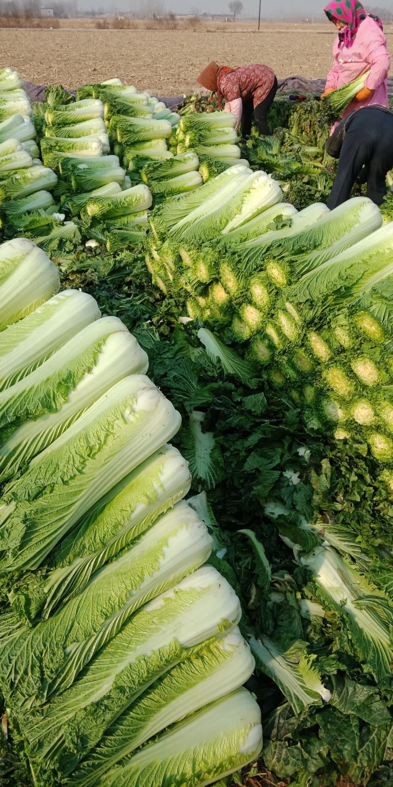 青白菜绿白菜大白菜75白菜青麻叶白菜自家种植无