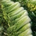 青白菜绿白菜大白菜75白菜青麻叶白菜自家种植无