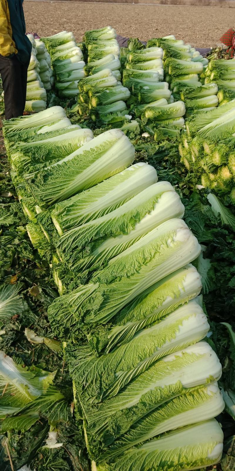 青白菜绿白菜大白菜75白菜青麻叶白菜自家种植无