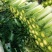 青白菜绿白菜大白菜75白菜青麻叶白菜自家种植无