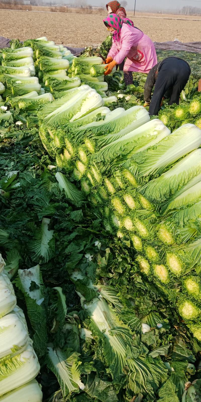 青白菜绿白菜大白菜75白菜青麻叶白菜自家种植无