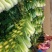 青白菜绿白菜大白菜75白菜青麻叶白菜自家种植无