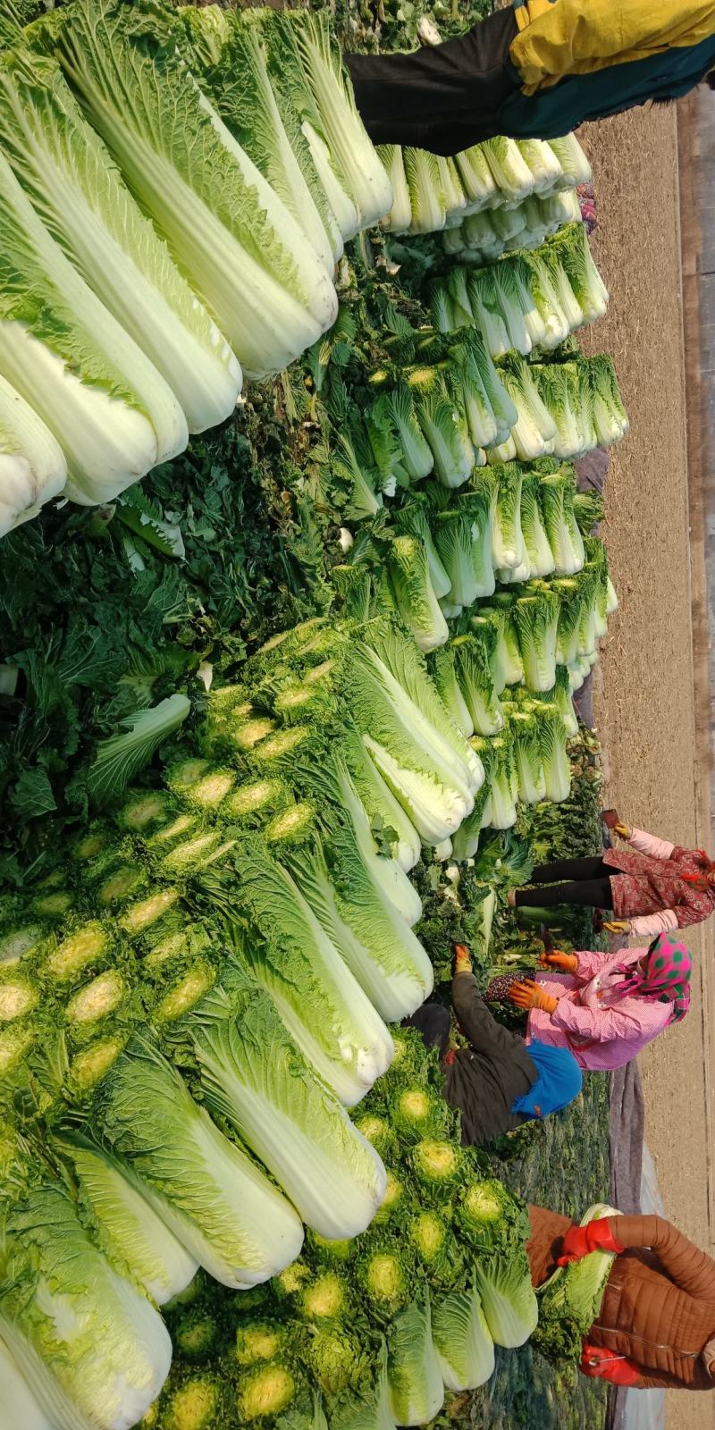 青白菜绿白菜大白菜75白菜青麻叶白菜自家种植无