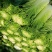 青白菜绿白菜大白菜75白菜青麻叶白菜自家种植无