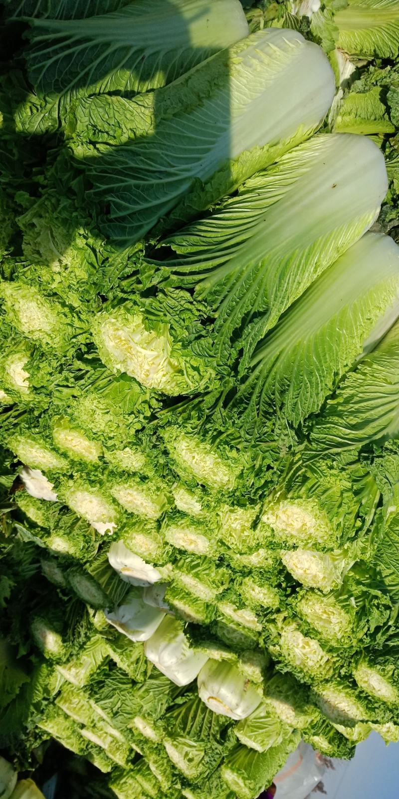 青白菜绿白菜大白菜75白菜青麻叶白菜自家种植无