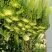 青白菜绿白菜大白菜75白菜青麻叶白菜自家种植无