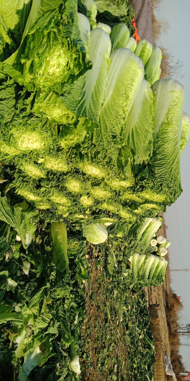 青白菜绿白菜大白菜75白菜青麻叶白菜自家种植无