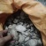 入地老鼠干片。紫茉莉根干片。安全，干净，无泥沙，无腐烂无