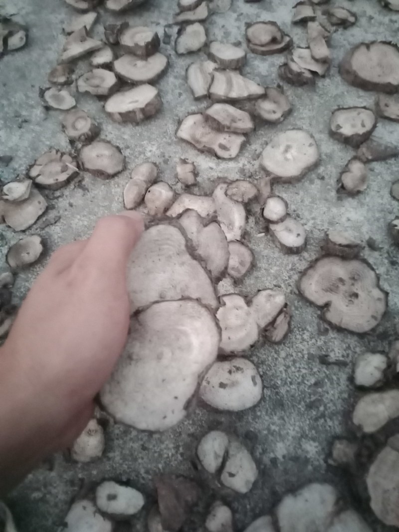 入地老鼠干片。紫茉莉根干片。安全，干净，无泥沙，无腐烂无
