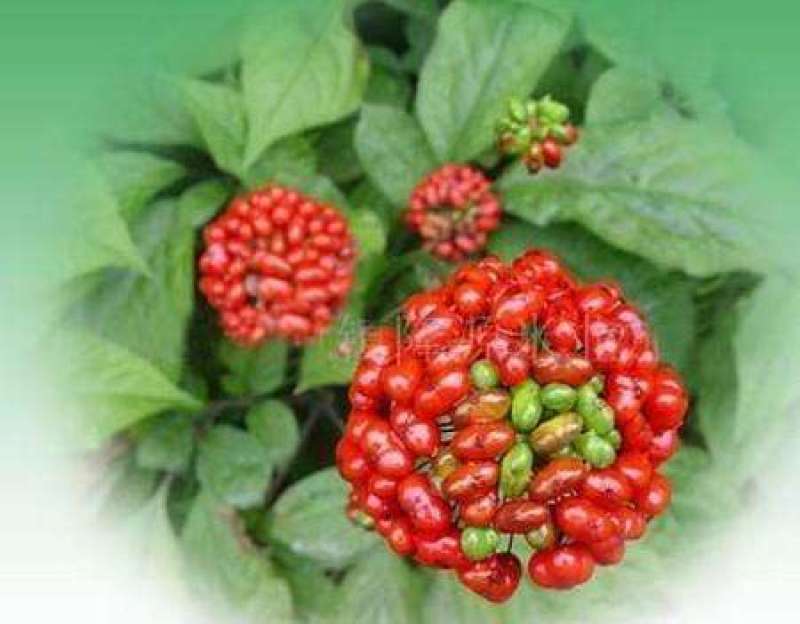 红参须，人参须，红直须，包邮，批发商量大更优惠