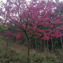 福建省漳州市供应绿庭院设计，山樱花供应大小规格袋苗