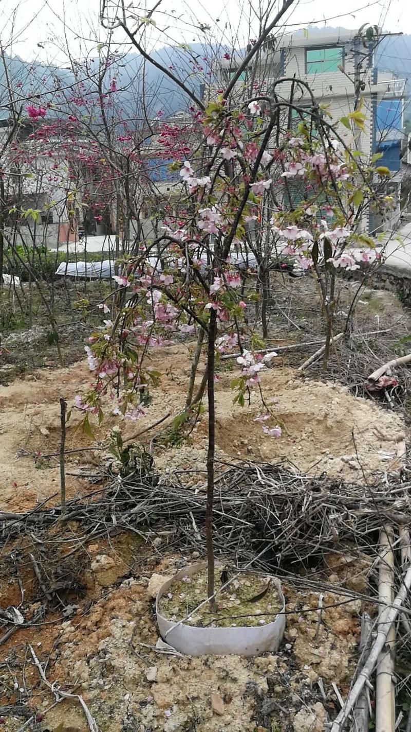 福建省漳州市供应绿庭院设计，山樱花供应大小规格袋苗