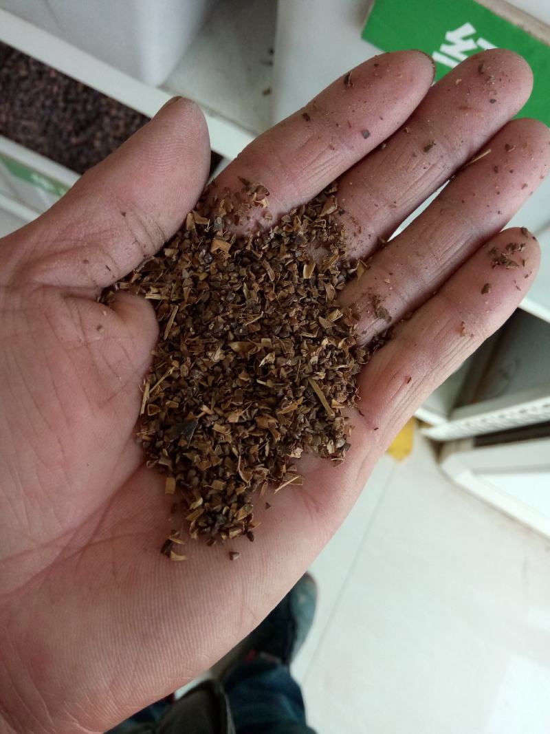 美国红火箭紫薇种子红花紫薇种子新采紫薇种子紫薇种子