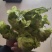 基地自种儿菜，质量好