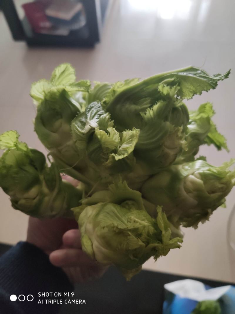 基地自种儿菜，质量好