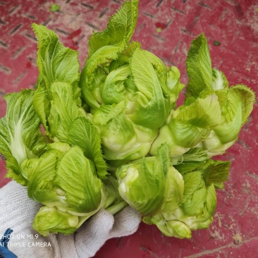 基地自种儿菜，质量好
