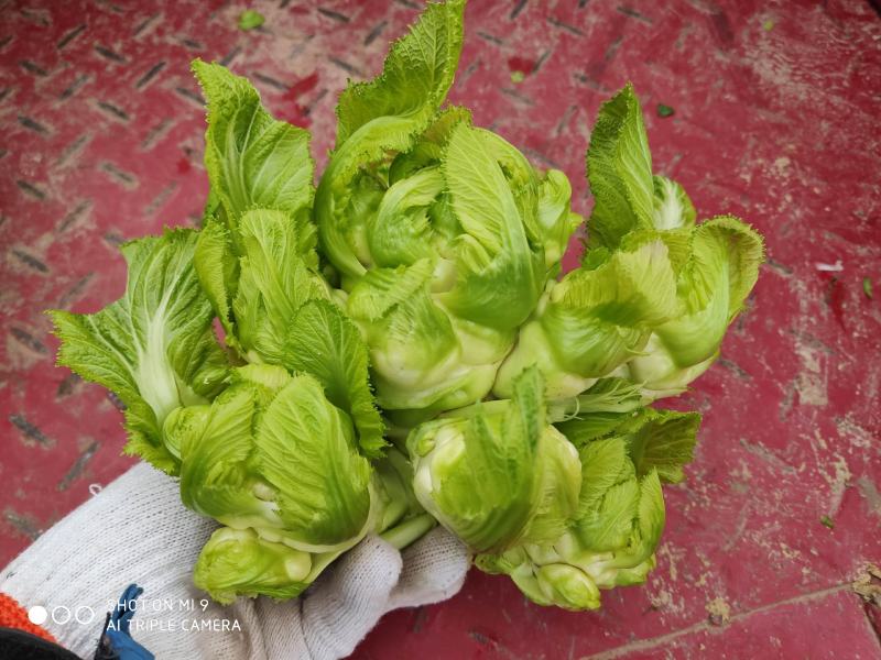 基地自种儿菜，质量好
