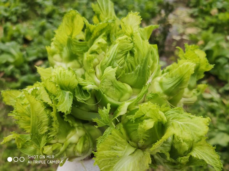 基地自种儿菜，质量好