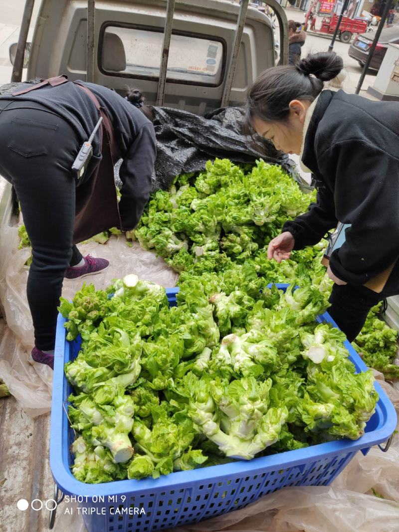 基地自种儿菜，质量好