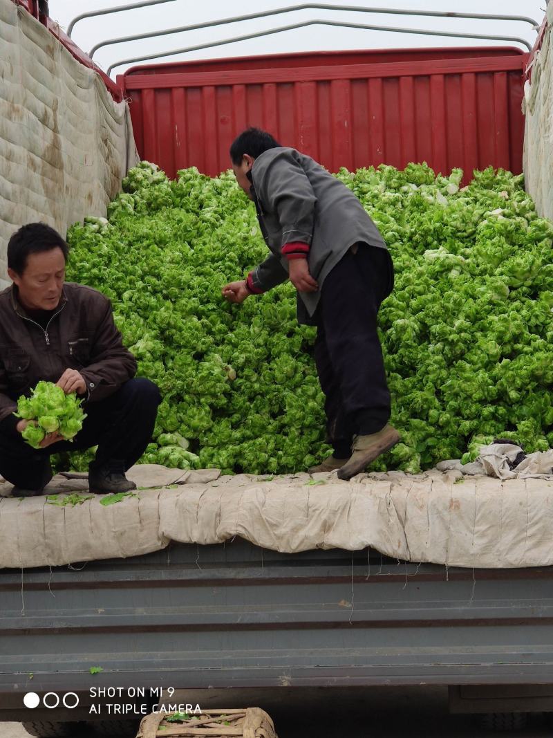 基地自种儿菜，质量好