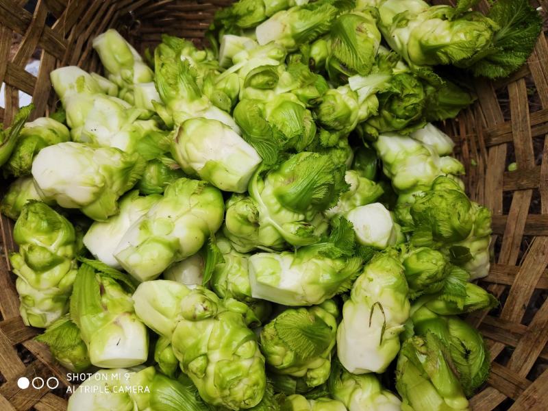 基地自种儿菜，质量好