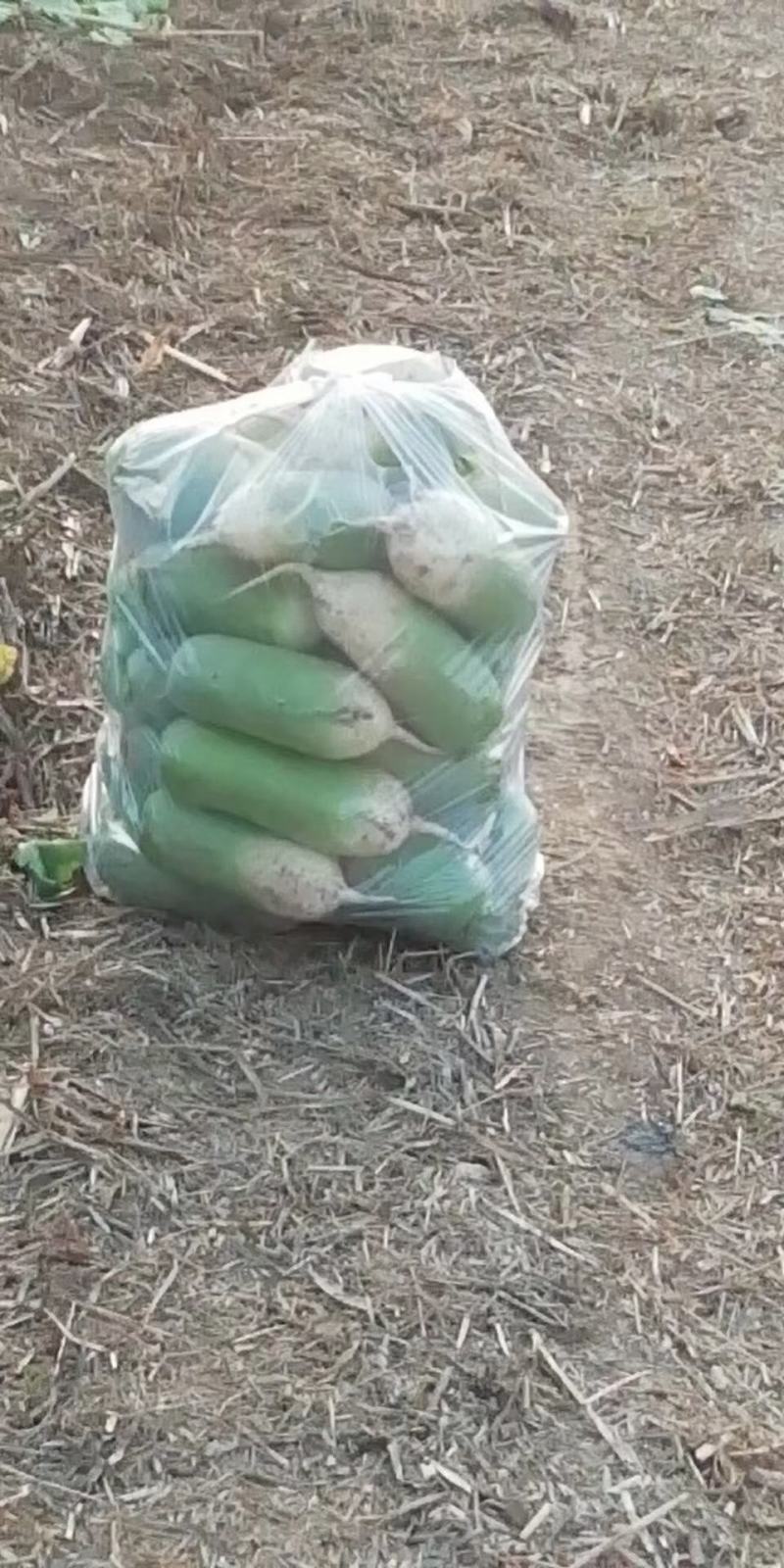 河南通许精品萝卜大量上市，产地直销，价格美丽，欢迎订购