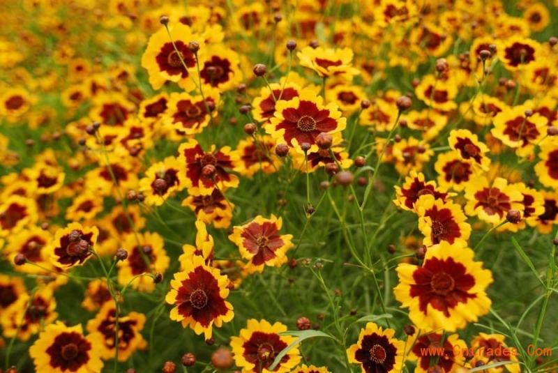 金鸡菊种子野菊花大花金鸡菊金鸡菊花种花海绿化多年生