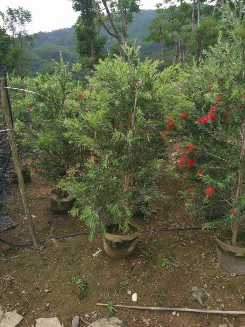 茶花福建漳州茶花苗绿化庭院设计基地直供大小规格袋苗