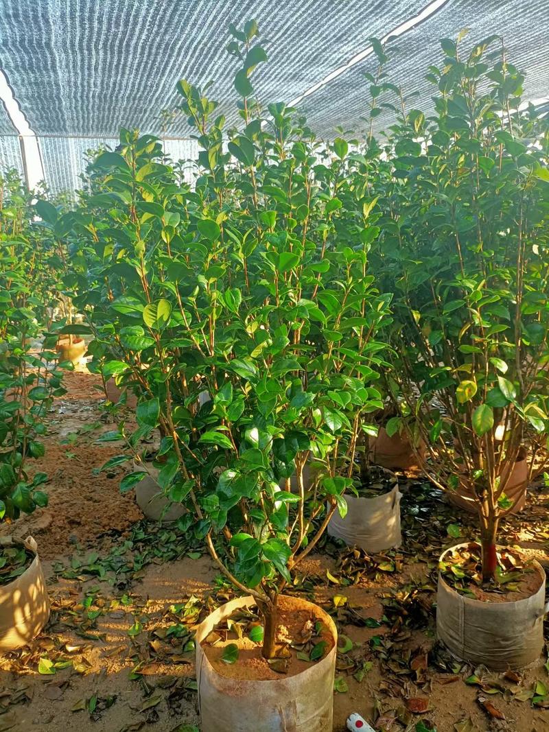 茶花福建漳州茶花苗绿化庭院设计基地直供大小规格袋苗