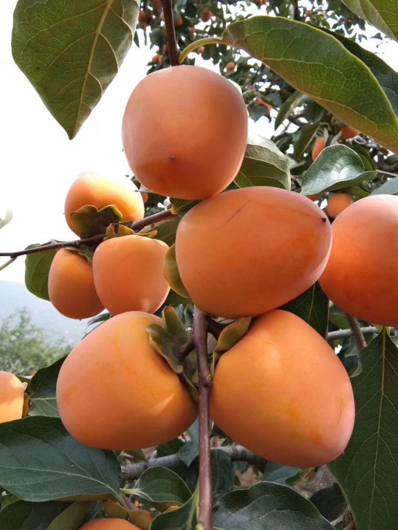柿饼。正宗的富平曹村柿饼带霜的。
