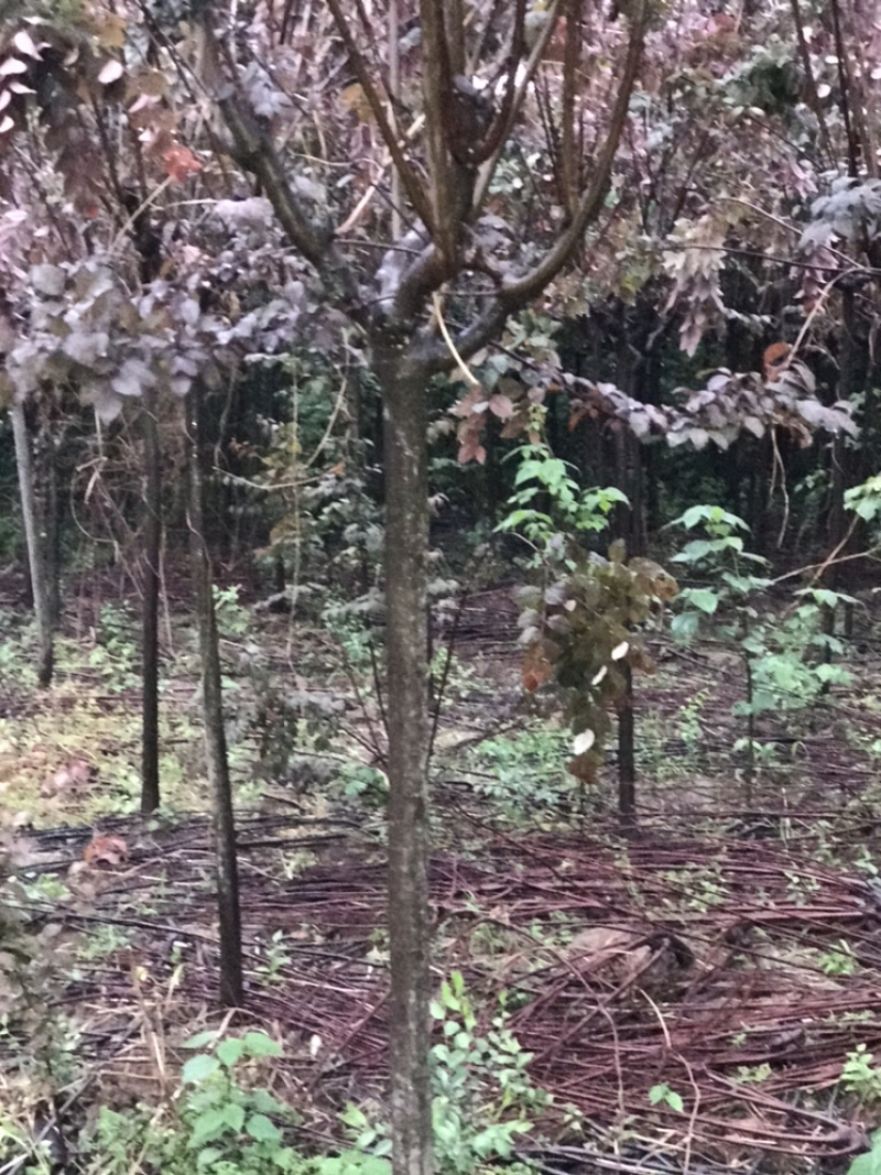 陕西西安2-4公分红叶李腾地处理地租到期