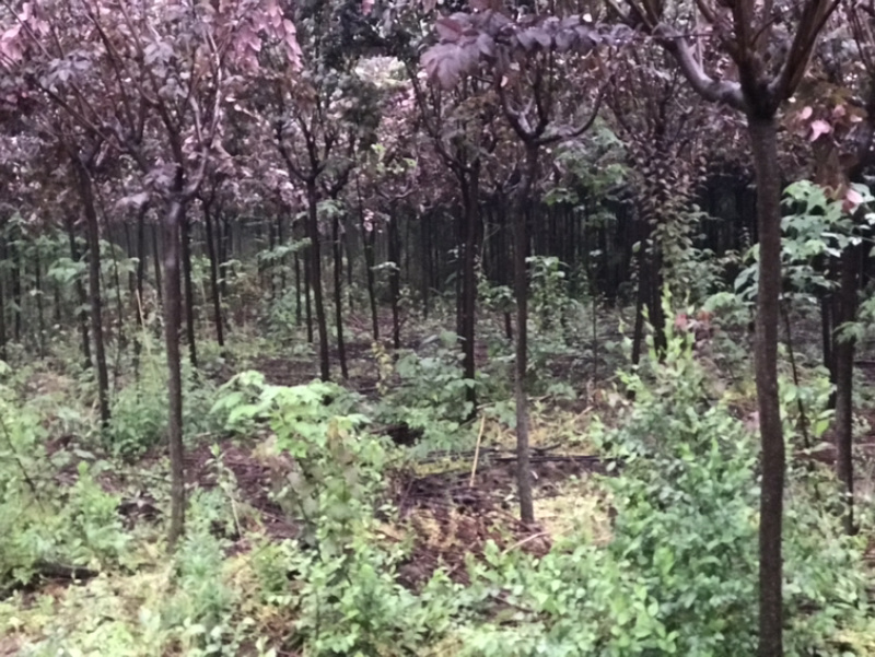 陕西西安2-4公分红叶李腾地处理地租到期