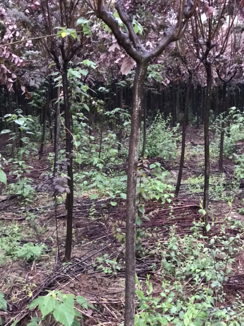 陕西西安2-4公分红叶李腾地处理地租到期
