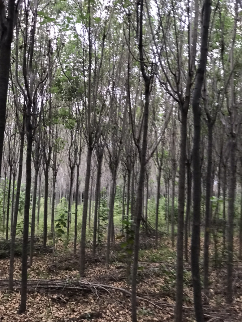 陕西西安2-4公分红叶李腾地处理地租到期