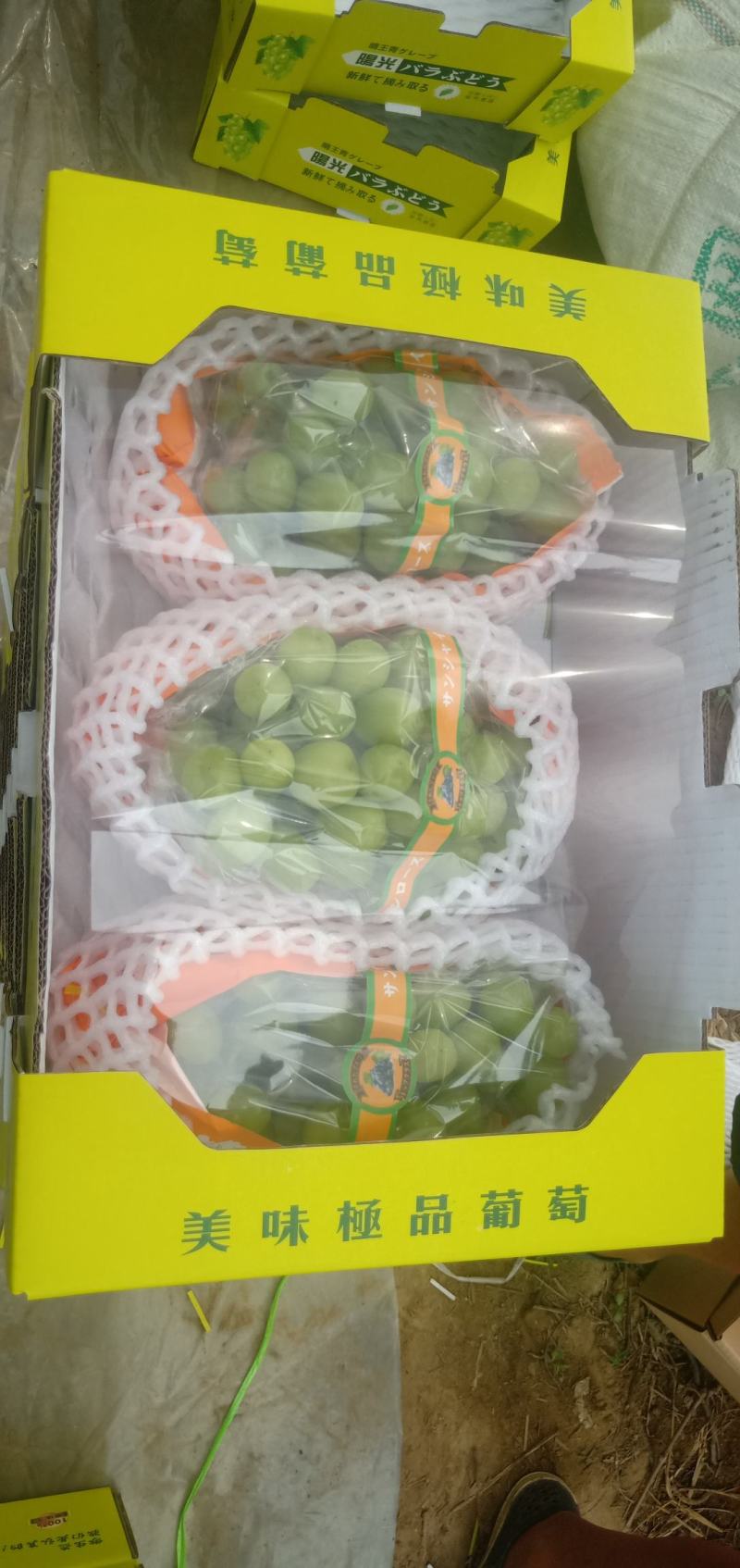 库存精品阳光玫瑰，香印青提，晴王，大量有货。