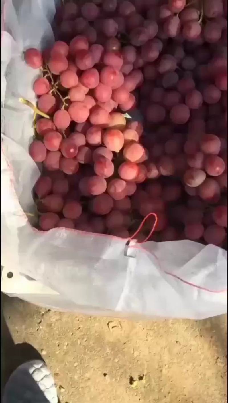 礼品盒巨峰葡萄二苼，头次。都有精品巨峰，红提，克论生