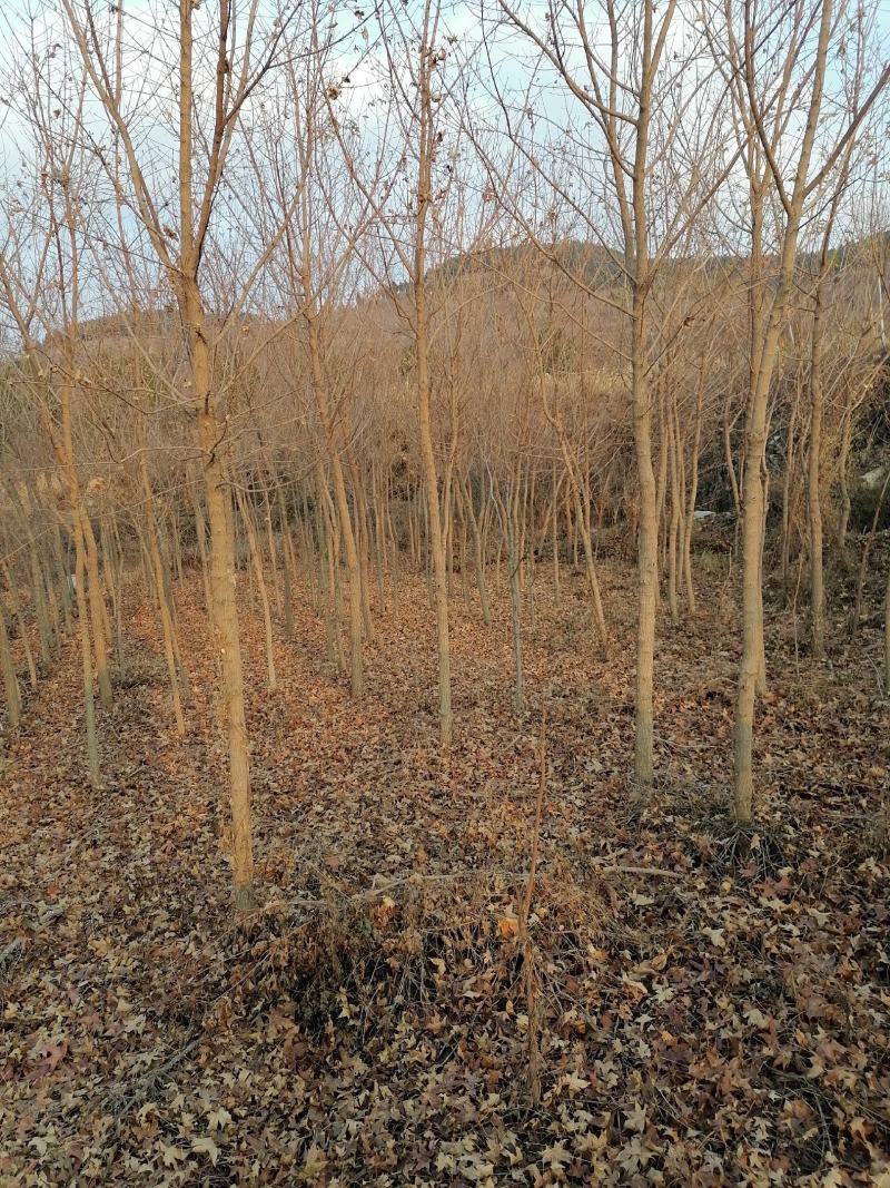 五角枫自己的3至10公分大量有货价格公道欢迎咨询