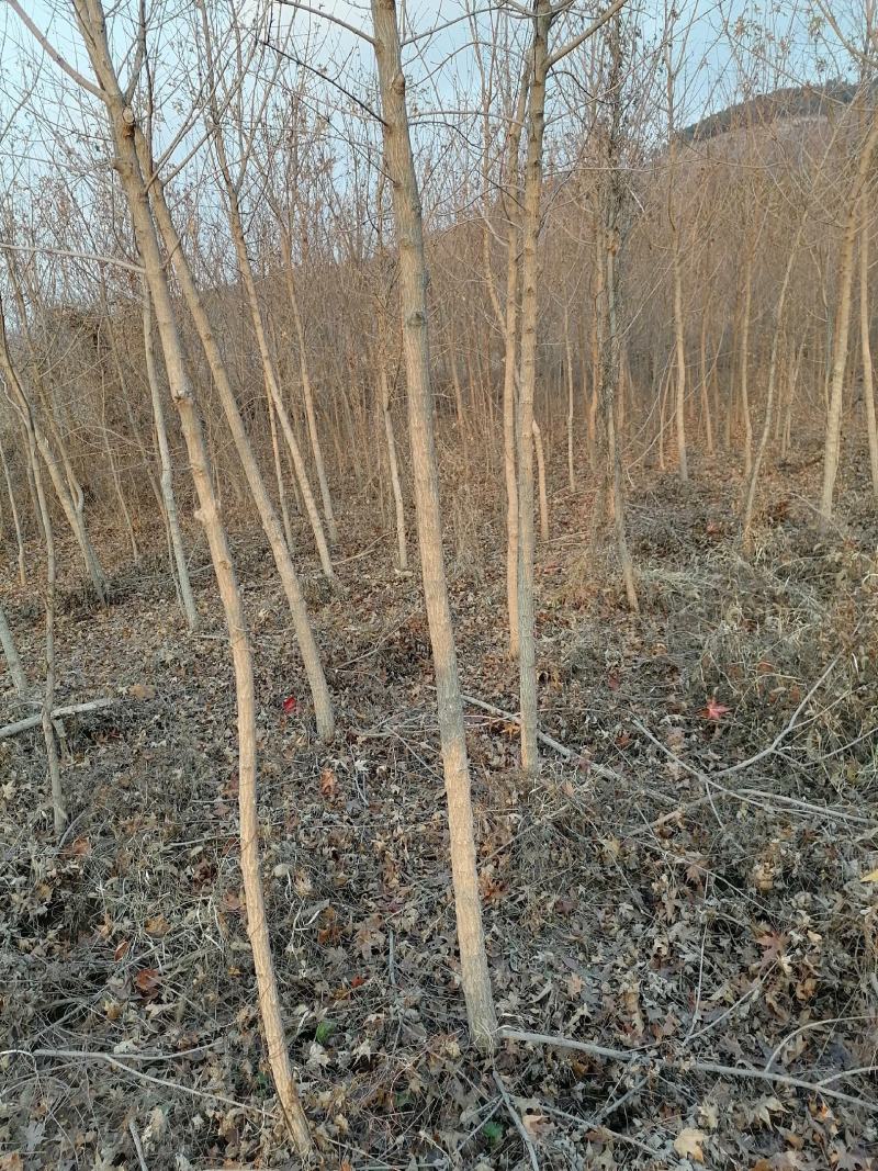 五角枫自己的3至10公分大量有货价格公道欢迎咨询