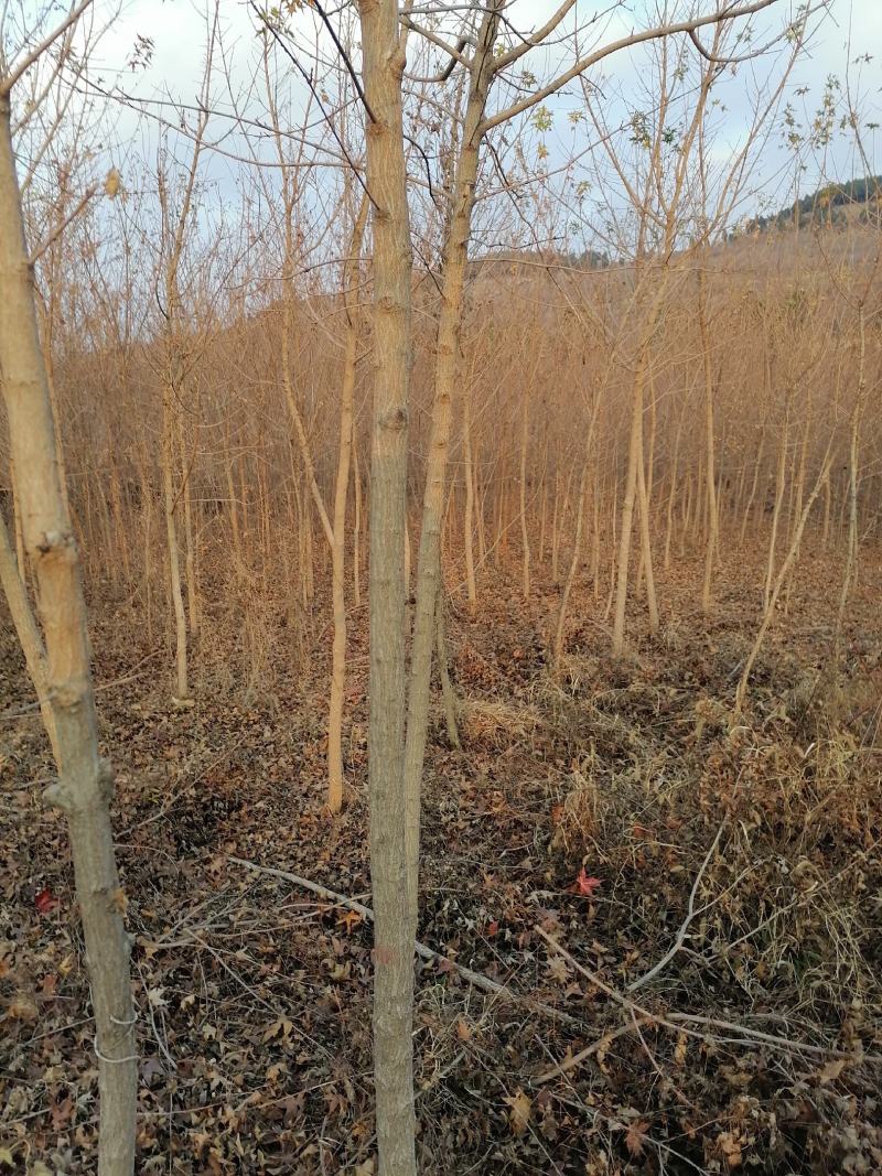 五角枫自己的3至10公分大量有货价格公道欢迎咨询